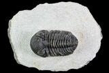 Bargain, Austerops Trilobite - Ofaten, Morocco #110649-1